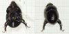 Anoplotrupes stercorosus